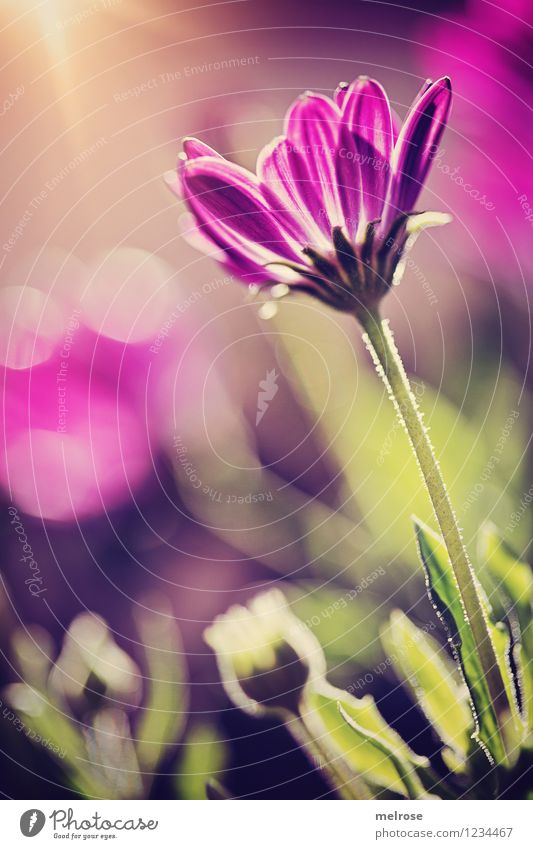 gallery Elegant Style Design Harmonious Nature Plant Sunrise Sunset Sunlight Summer Flower Leaf Blossom marguerite pedicel Bud Garden Blur Flare