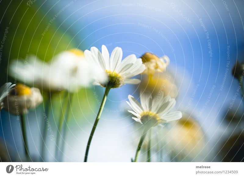 sunny day Elegant Style Design Nature Plant Sky Clouds Sun Summer Beautiful weather Flower Blossom Wild plant Pot plant daisy Marguerite pedicel Garden