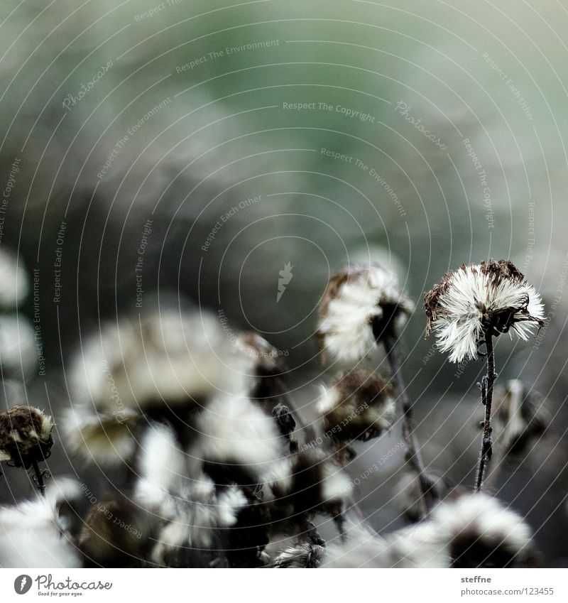 spring bloomers Flower Blossom Meadow Spring White Green Black Park Nature whirr depth blur dry arrangement