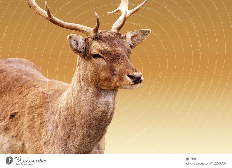 Red deer isolated Animal Pelt Wild animal 1 Elegant Free Brown Yellow Deer cervus elaphus Portrait photograph head portrait segregated Head horns Antlers