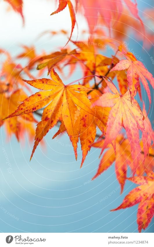 Autumn Nature Plant Beautiful weather Leaf Garden Park Warmth Yellow Gold Red Hope Calm Deciduous tree Autumn leaves Autumnal colours Indian Summer Canada