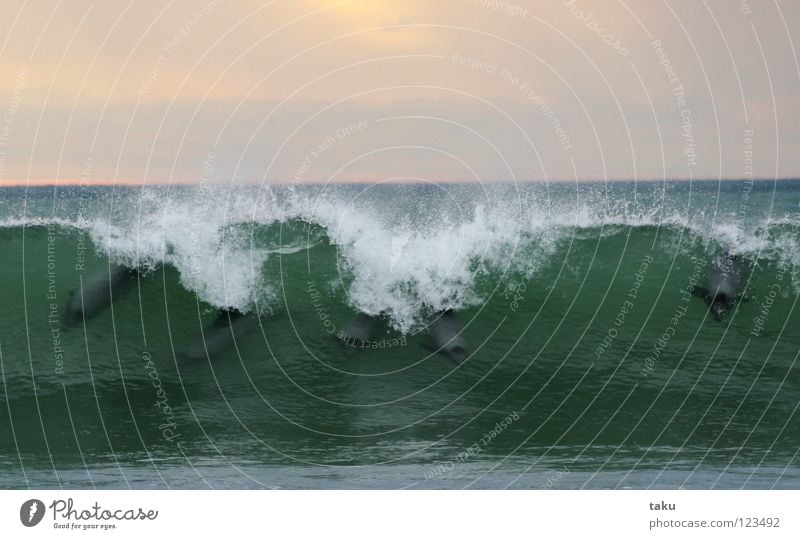 DANCE OF THE DOLPHINS Playing Ocean Waves Animal Water Jump Blue Green White New Zealand South Island Dolphin Mammal Natural phenomenon Exciting Colour photo