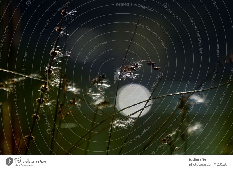 By the lake, Sundays Light Lake Pond Grass Stalk Back-light Glittering Beautiful Soft Delicate Environment Plant Point of light Colour Coast Pollen Nature