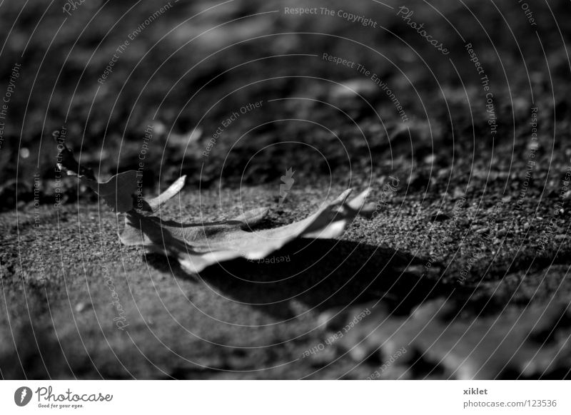 leaf Leaf Oak tree Autumn Winter Black & white photo Stone Wind Longing Sadness Loneliness Expire Old Oak leaf Transience Change Deserted Earth