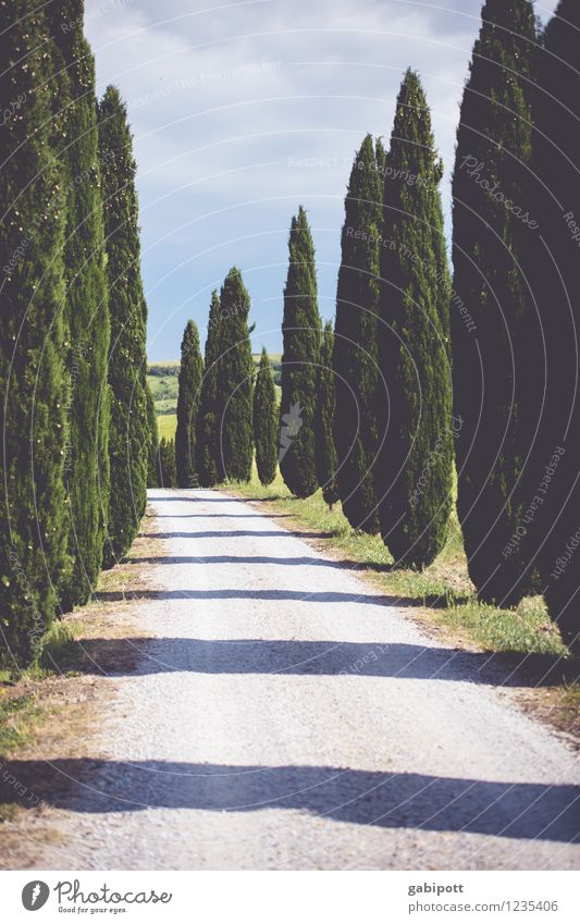 Tuscan forest Vacation & Travel Landscape Earth Beautiful weather Plant Tree Cypress Row of trees Garden Park Italy Tuscany Europe Joie de vivre (Vitality)