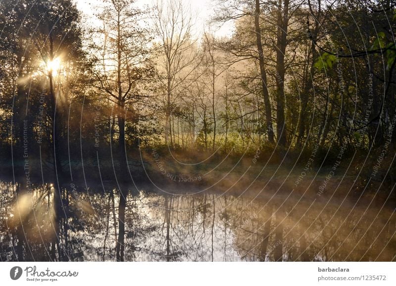 Birthday greetings for Tt Nature Landscape Water Sunlight Autumn Climate Beautiful weather Fog Forest Lakeside Pond Illuminate Moody Anticipation Calm Beginning