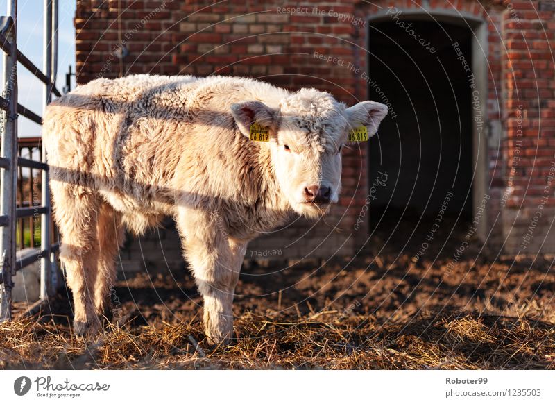 The little sheep Animal Farm animal Sheep 1 Baby animal Steel Brick Curiosity Colour photo Exterior shot Deserted Day Light Shadow Contrast Sunbeam Blur