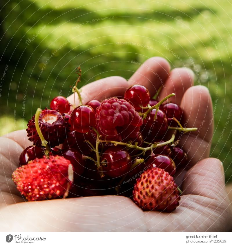 Fresh fruit from the garden Fruit Nutrition Feminine Woman Adults Hand Healthy Natural Multicoloured Green Pink Red Garden Colour photo Exterior shot Close-up