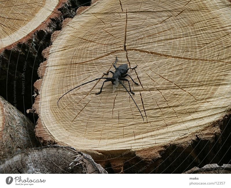 quick beetle Wood Tree bark Insect Beetle Detail