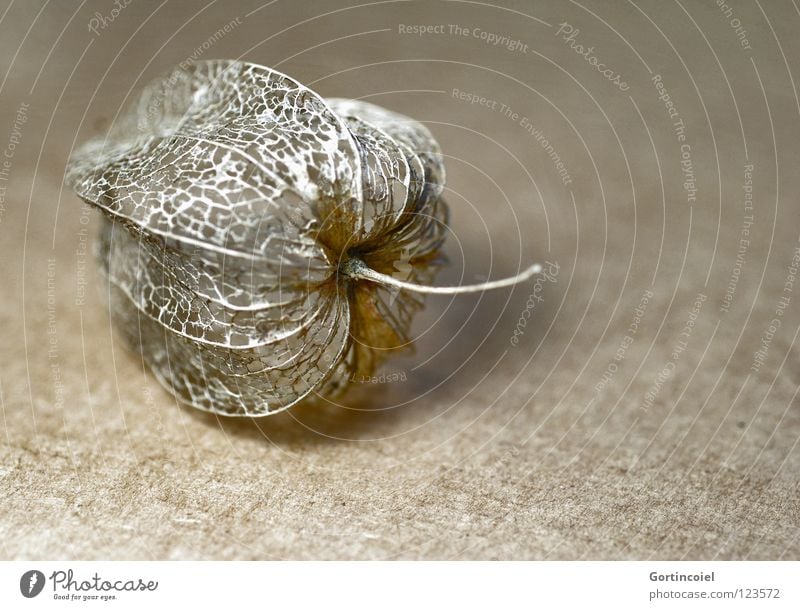 Golden Network IV Physalis Plant Leaf Blossom Transparent Dark Black Yellow Brown Fine Delicate Dry Winter Interlaced Grating Macro (Extreme close-up) Close-up