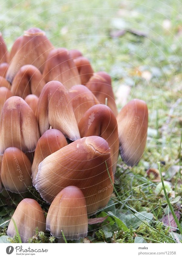 mushrooms Meadow Brown Mushroom Detail