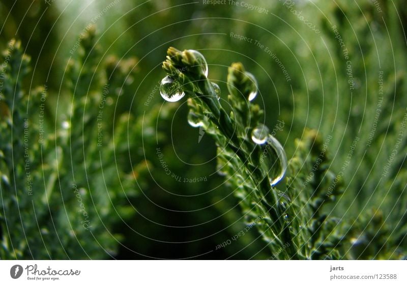 trickle Wet Tree Bushes Hedge Green Autumn Water Drops of water Rain jarts Nature