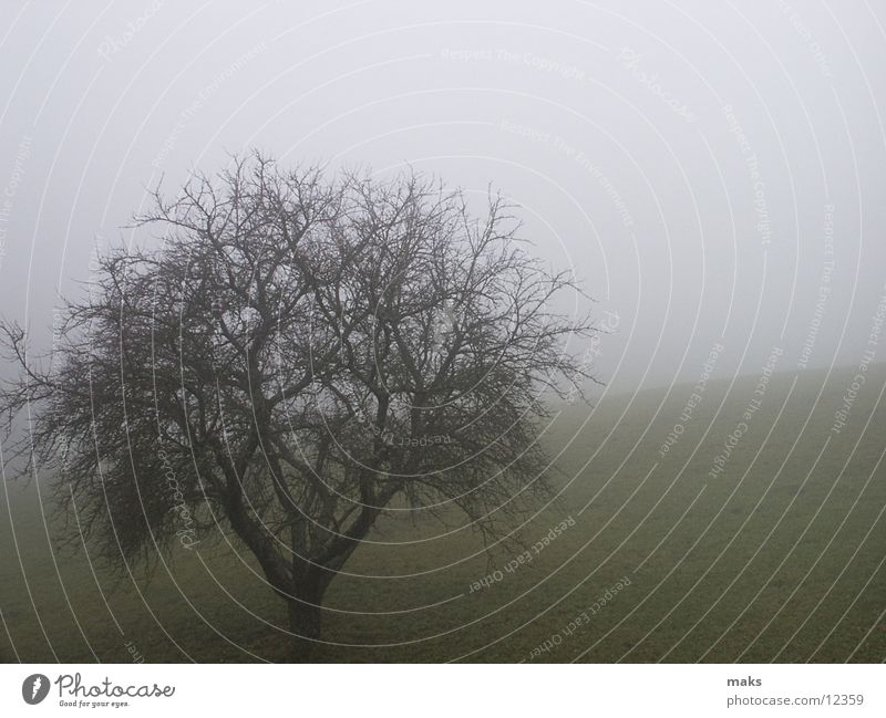 november Autumn November Fog Gloomy Gray Meadow Tree Mountain