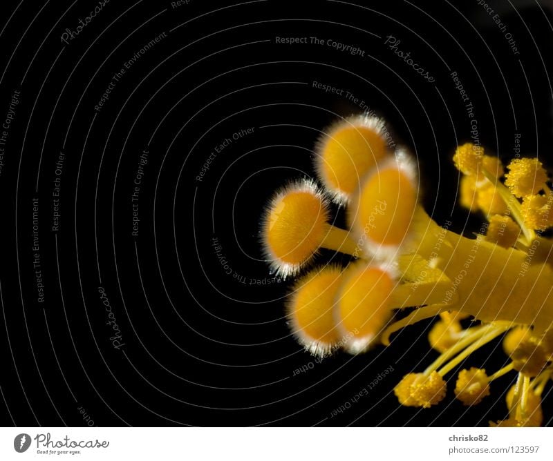 Bunga Raya Hibiscus Hibicus blossom Blossom Flower Stalk Flower stem Pollen Dust Sprinkle Propagation Organ Velvet Soft Yellow Long Hawaii Black Large