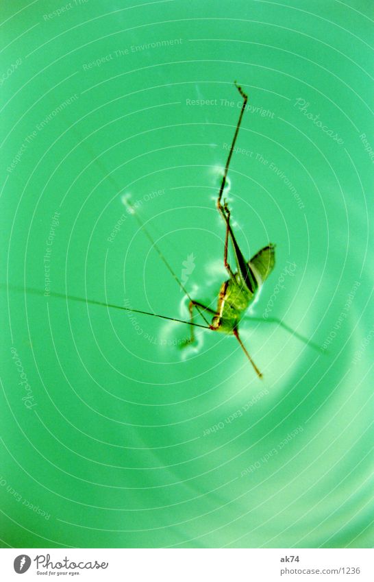 grasshopper Locust Green Water Macro (Extreme close-up)