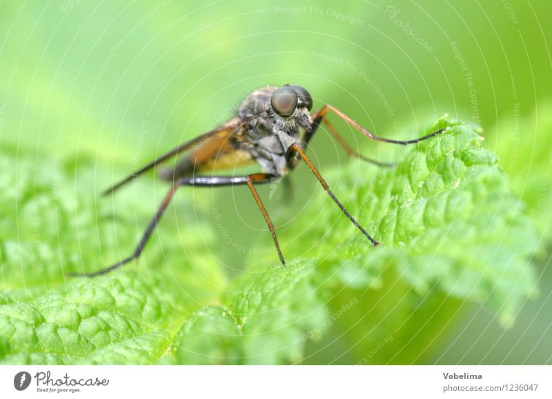 robber fly Animal Wild animal Fly 1 Sit Brown Gold Gray Green Colour photo Exterior shot Close-up Macro (Extreme close-up) Deserted Copy Space left