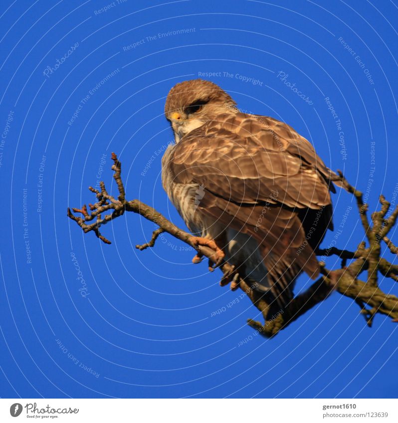 Buzzard, isn't it? Hawk Eagle Kite Common buzzard Bird of prey Hunter Claw Vantage point Brown Yellow Beak Concentrate carnivore prey hunter Looking Flying Blue