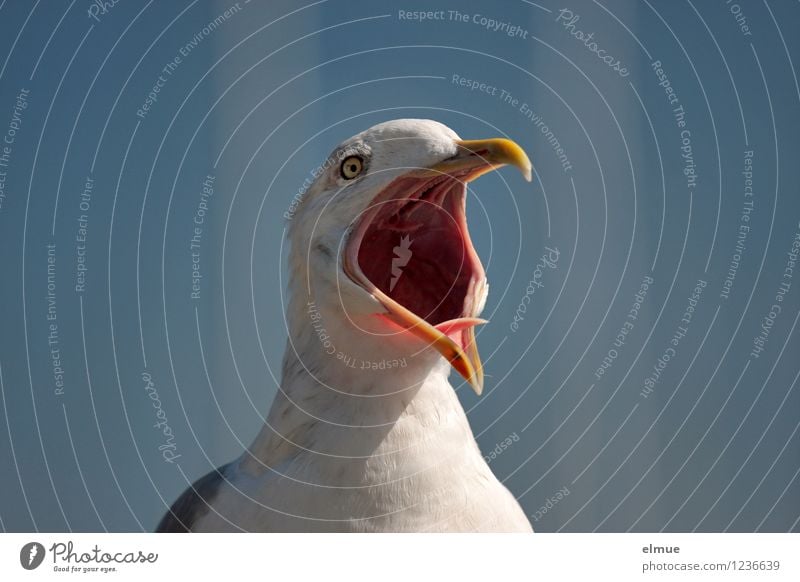 The scream. Bird Seagull Common gull Warn Beak Open Crash gull cry Communicate Scream Rebellious Blue White Euphoria Passion Watchfulness Anger Aggravation