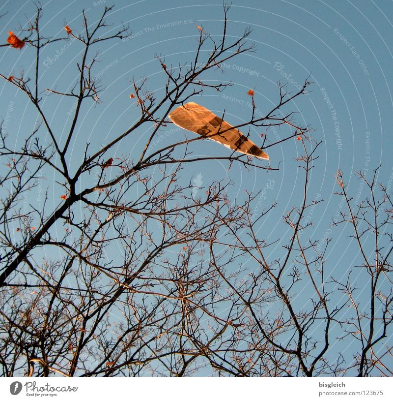 leaf Colour photo Exterior shot Deserted Worm's-eye view Media Print media Newspaper Magazine Sky Tree Leaf Blue Information Branch Twig Day