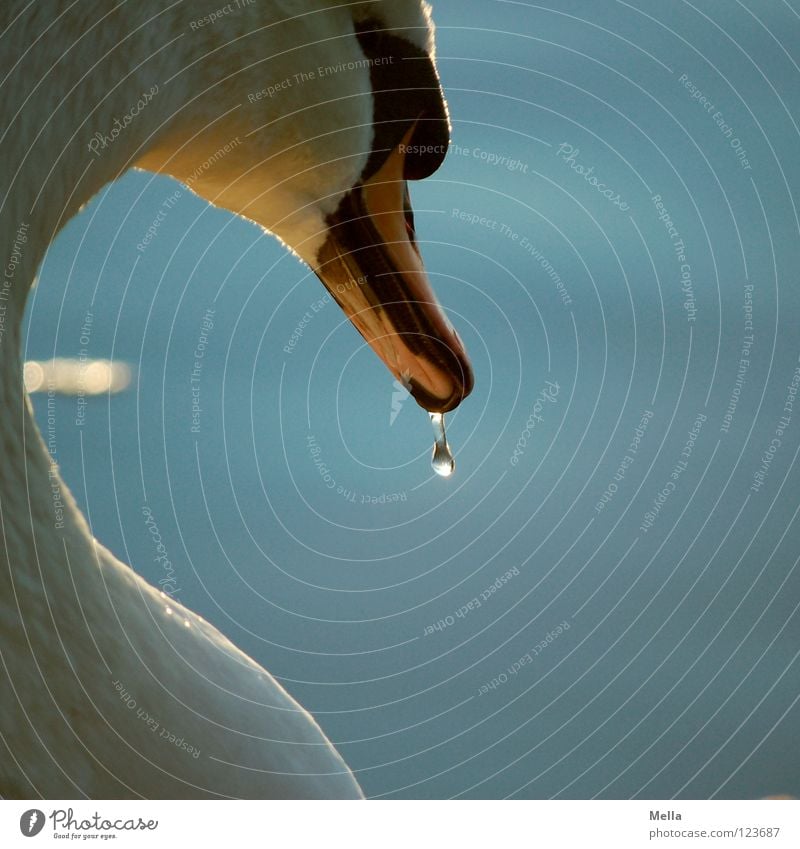 thirst Swan Bird Lake Pond Hang Beak Curved Loyalty Lighting Glimmer Glittering Arrogant Water waterfowl Coast Drops of water Walking lifelong Close-up Noble