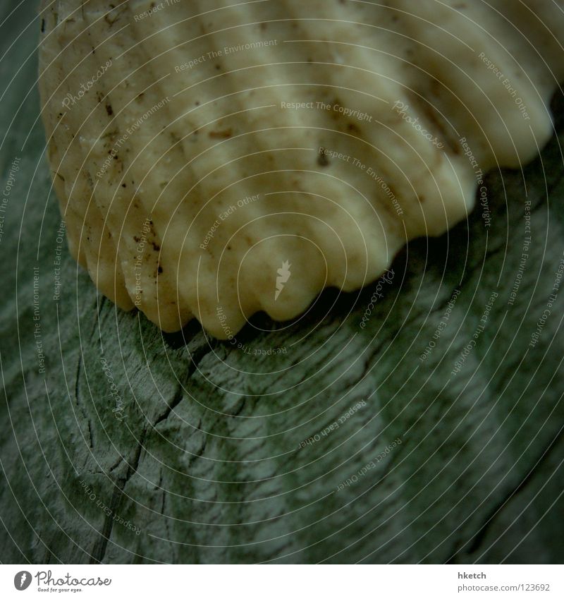 flotsam Mussel Wood Ocean Beach Flotsam and jetsam Watercraft Navigation Pirate Stranded Structures and shapes Transience Macro (Extreme close-up) Close-up