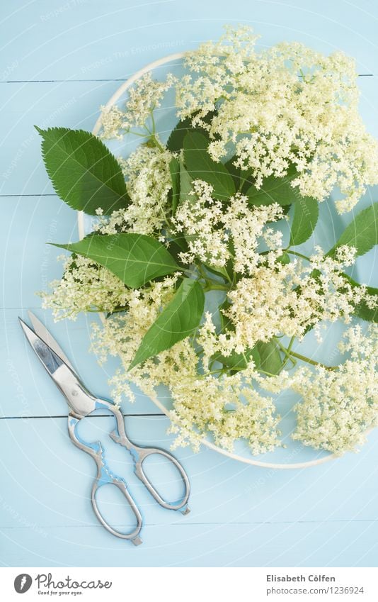 elderberry blossoms Plate Summer Natural Blue Elder Elderflower Scissors Plant Eating elderflower syrup Colour photo Studio shot Bird's-eye view