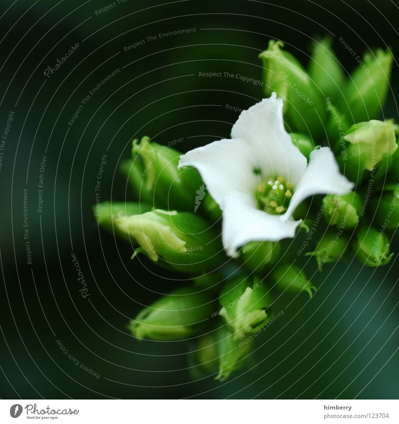 the one Flower Blossom White Blossom leave Botany Summer Spring Fresh Growth Plant Background picture Macro (Extreme close-up) Close-up Detail Bud button Nature