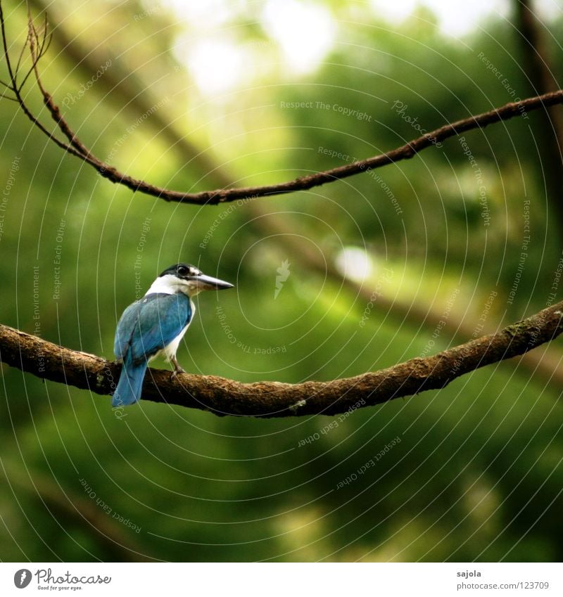 i am still a king... Calm Animal Tree Virgin forest Bird Blue Black White Kingfisher Beak Tails Asia Singapore Colour photo Exterior shot Day