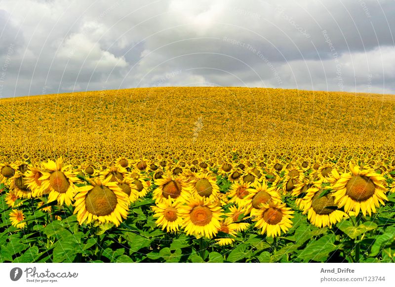 Sunflower field II Clouds Field Flower Summer Yellow White Spring Horizon Agriculture Diligent Work and employment Happiness Friendliness Fresh Sky Sunflower.