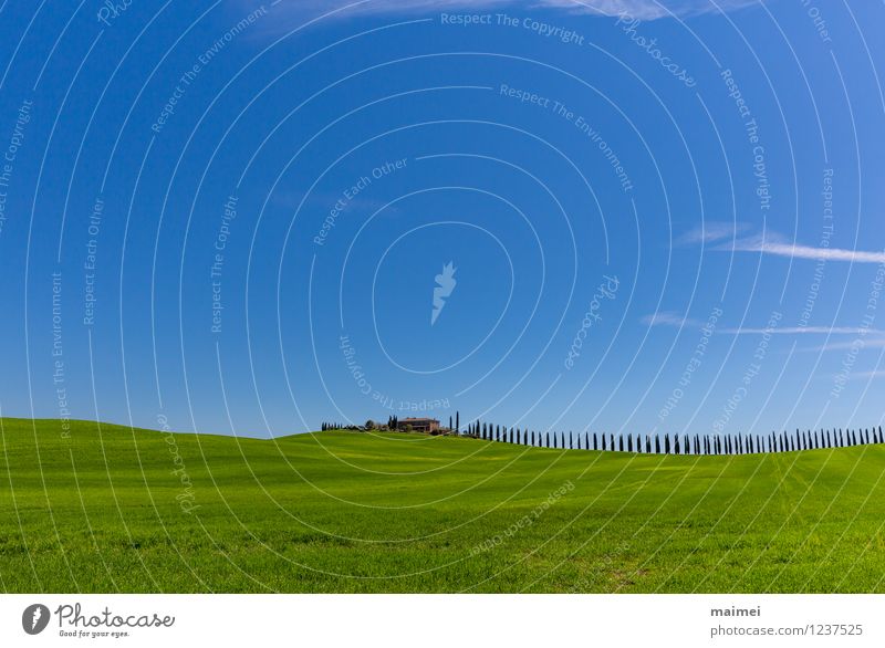 A country estate with a cypress avenue in spring Vacation & Travel House (Residential Structure) Landscape Cloudless sky Sunlight Spring Tree Grass Meadow Field