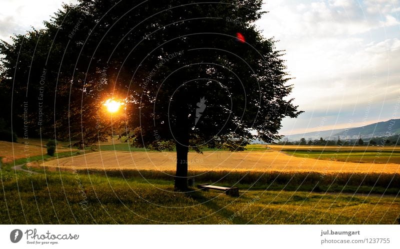 Killwangen Sunset Trip Far-off places Summer Nature Landscape Clouds Sunrise Sunlight Beautiful weather Tree Grass Foliage plant Field To dry up Warmth Yellow