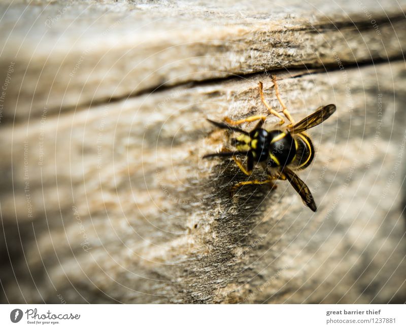 Wasp looking for food Animal Bee 1 Wood Brown Multicoloured Yellow Gold Black Wasps Wing Exterior shot Close-up Detail Macro (Extreme close-up) Experimental