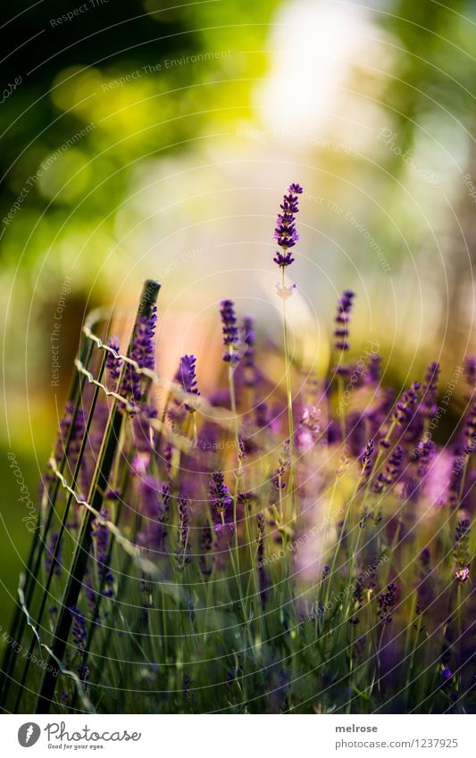 from my garden ... Elegant Style Harmonious Relaxation Nature Plant Beautiful weather Blossom Wild plant Pot plant Lavender Flower stem Garden Blur