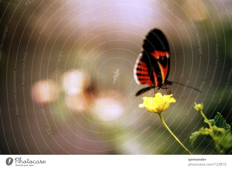 rest Butterfly Flower Red White Green Depth of field Macro (Extreme close-up) Spring Summer Feeler Close-up Beautiful Orange Nature Exotic Wing