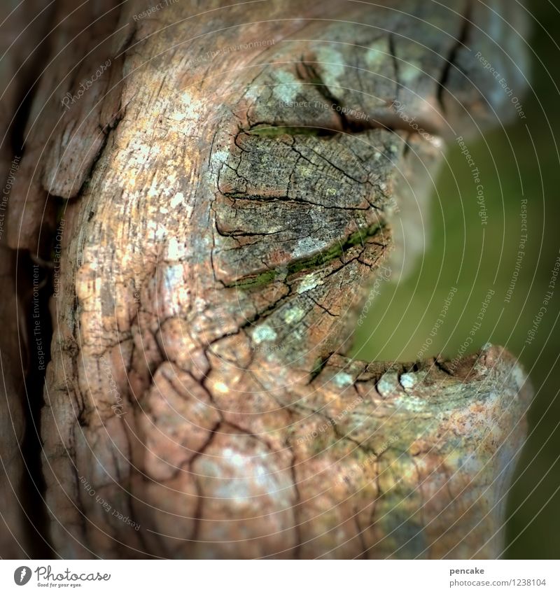 mummy Nature Bog Marsh Sign Dark Creepy Dry Brown Gray Green Emotions Death Loneliness Dream Set of teeth Decay Forget To dry up Crack & Rip & Tear Tree stump