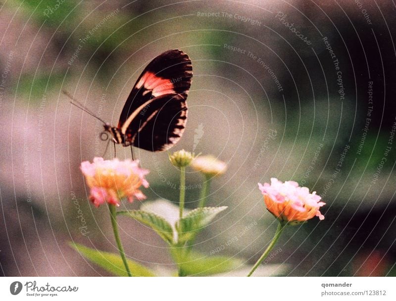 rest Butterfly Flower Red White Green Depth of field Macro (Extreme close-up) Spring Summer Feeler Close-up Beautiful Orange Nature Exotic Wing