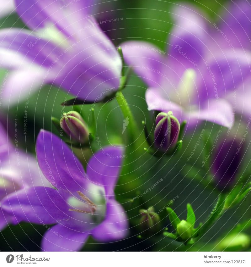 sun seeking bullets Flower Blossom White Blossom leave Botany Summer Spring Fresh Growth Plant Violet Background picture Macro (Extreme close-up) Close-up