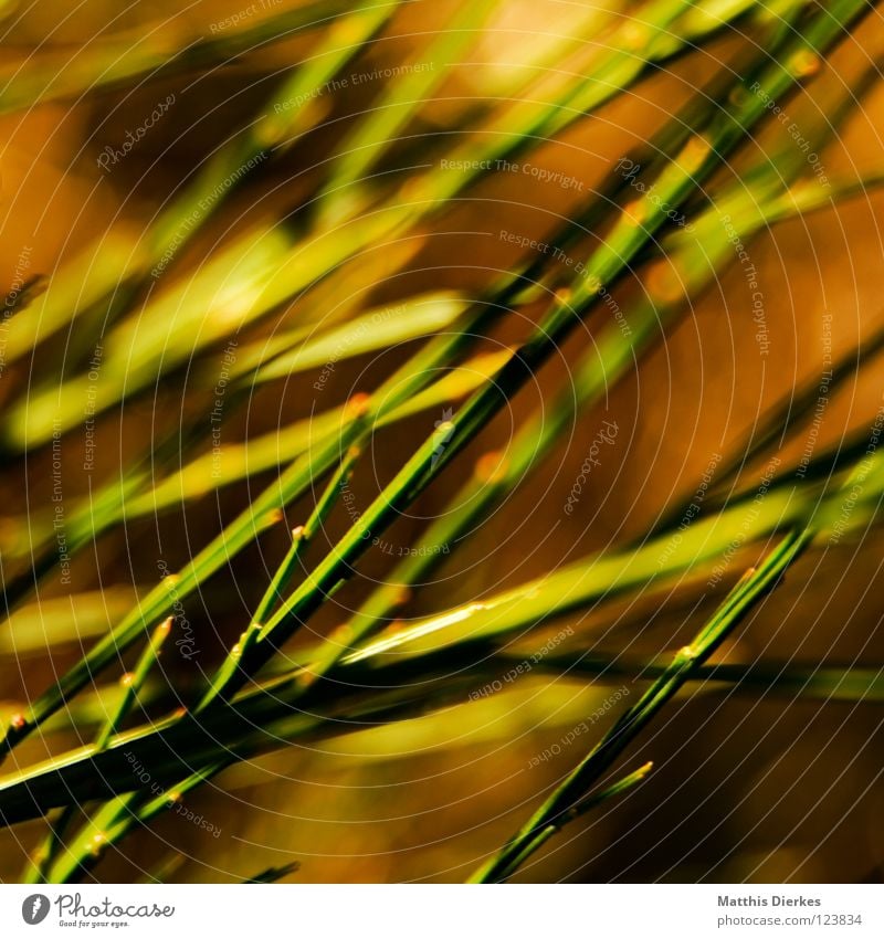 reed Common Reed Meadow Grass Green Red Blur Broom Back-light Point of light Stalk Background picture Fiery Pteridopsida Orange Blaze light spots Tilt