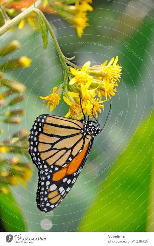 Monarch butterfly on a Wandelröschen Exotic Animal Butterfly 1 Esthetic Positive Brown Multicoloured Yellow Gold Green butterflies Insect Zoology Tropical