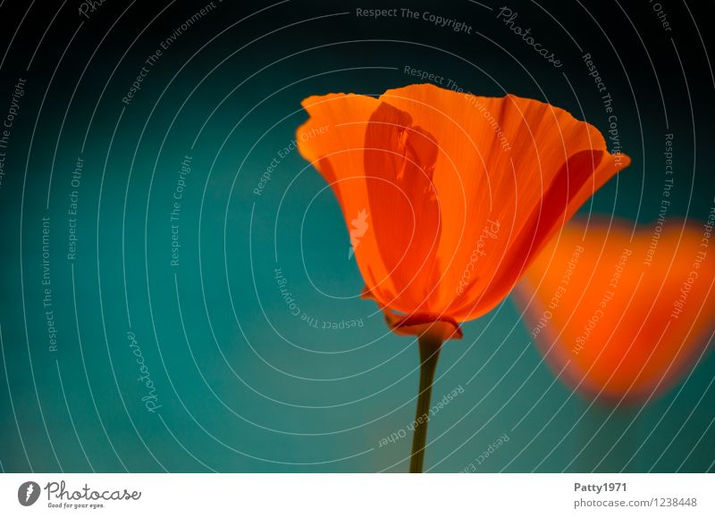 Poppy seed I Nature Plant Spring Summer Flower Blossom Wild plant Poppy blossom escholzia californica Blossoming Illuminate Esthetic Orange Red Moody