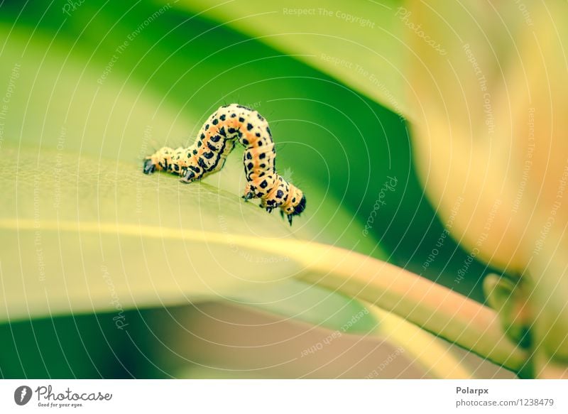 Erannis defoliaria caterpillar Beautiful Garden Nature Animal Flower Leaf Forest Butterfly Worm Growth Small Green Black White Colour spots colorful orange