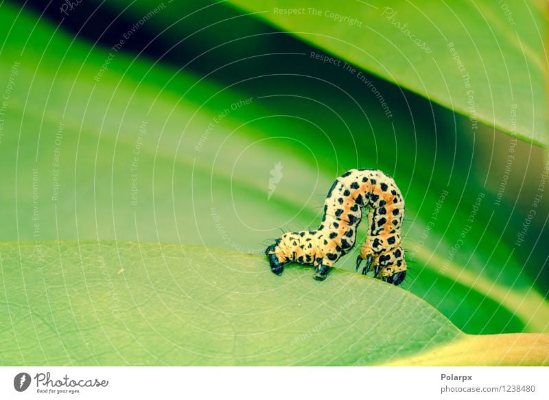 Erannis defoliaria caterpillar Beautiful Garden Nature Animal Flower Leaf Forest Butterfly Worm Growth Small Green Black White Colour spots colorful orange