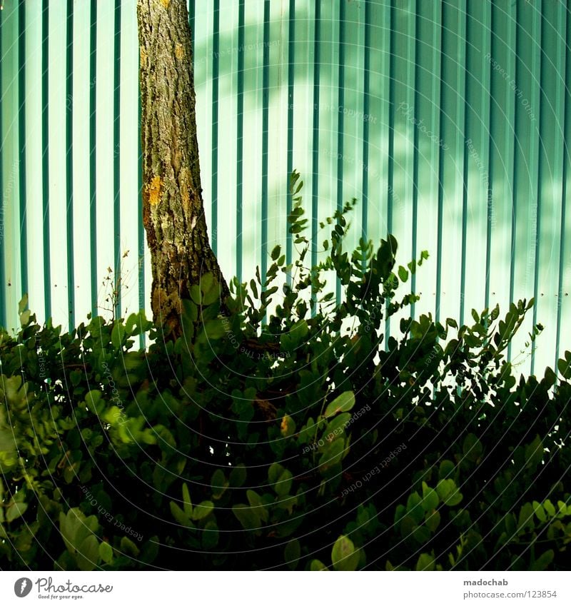 ONE-80-TREE Tree Go crazy Leaf Garage door Green Turquoise Plant Nature Tree trunk urban plant Trashy