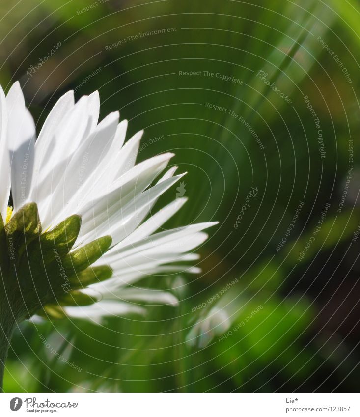 Towards the sun... Exterior shot Detail Macro (Extreme close-up) Summer Spring Flower Grass Blossom Meadow Blossoming Growth Fresh Small Green White Power Pure