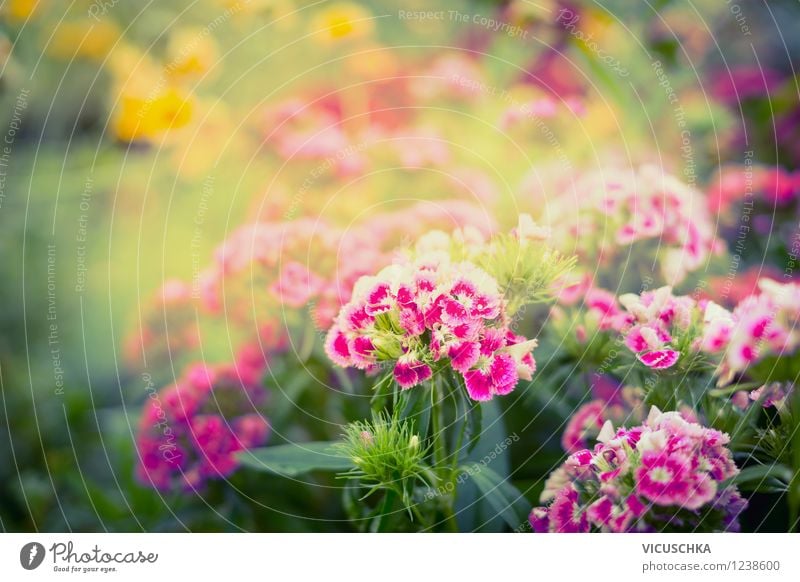 Beautiful garden carnations flower bed Style Design Summer Garden Nature Plant Sunrise Sunset Sunlight Autumn Beautiful weather Flower Leaf Blossom Park Pink