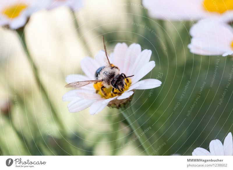 busy bee Eating Summer Nature Animal Flower Hair Bee Small Yellow BestÃ¤ubung BlÃ¼te white BlÃ¼tenstaub fluffy FÃ¼hler amass Foraging Pollen Colour photo