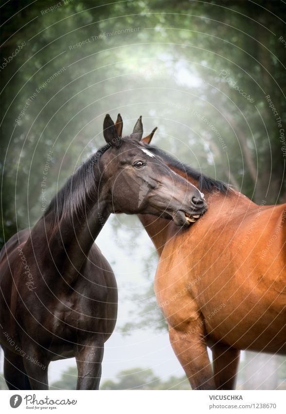 Warmblood horses pair Design Nature Spring Summer Autumn Beautiful weather Tree Animal Horse 2 Pair of animals Love Emotions Moody Contentment