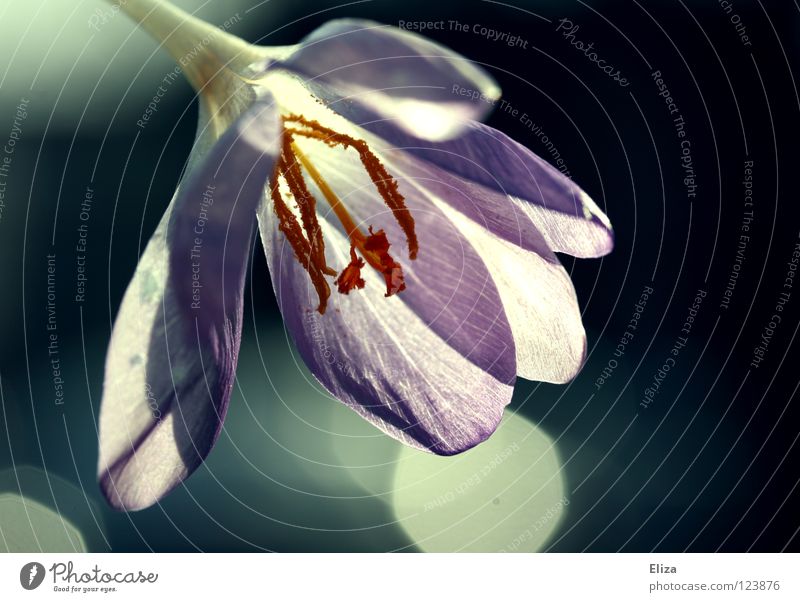 shining Blossom Crocus Flower Light Near Spring Violet Interesting Point of light Physics Lighting Macro (Extreme close-up) Close-up petals zwart