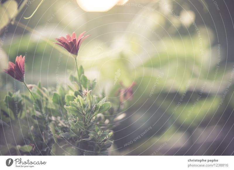 Flower with Bokeh Plant Leaf Blossom Pot plant Garden Blossoming Blur Retro Vintage Colour photo Subdued colour Exterior shot Close-up Detail