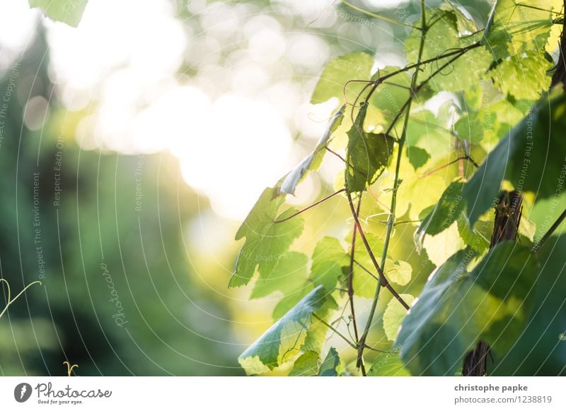 summer leaf Plant Summer Leaf Foliage plant Vine Blossoming Growth Natural Vine leaf Blur Colour photo Exterior shot Deserted Copy Space top Day Sunlight